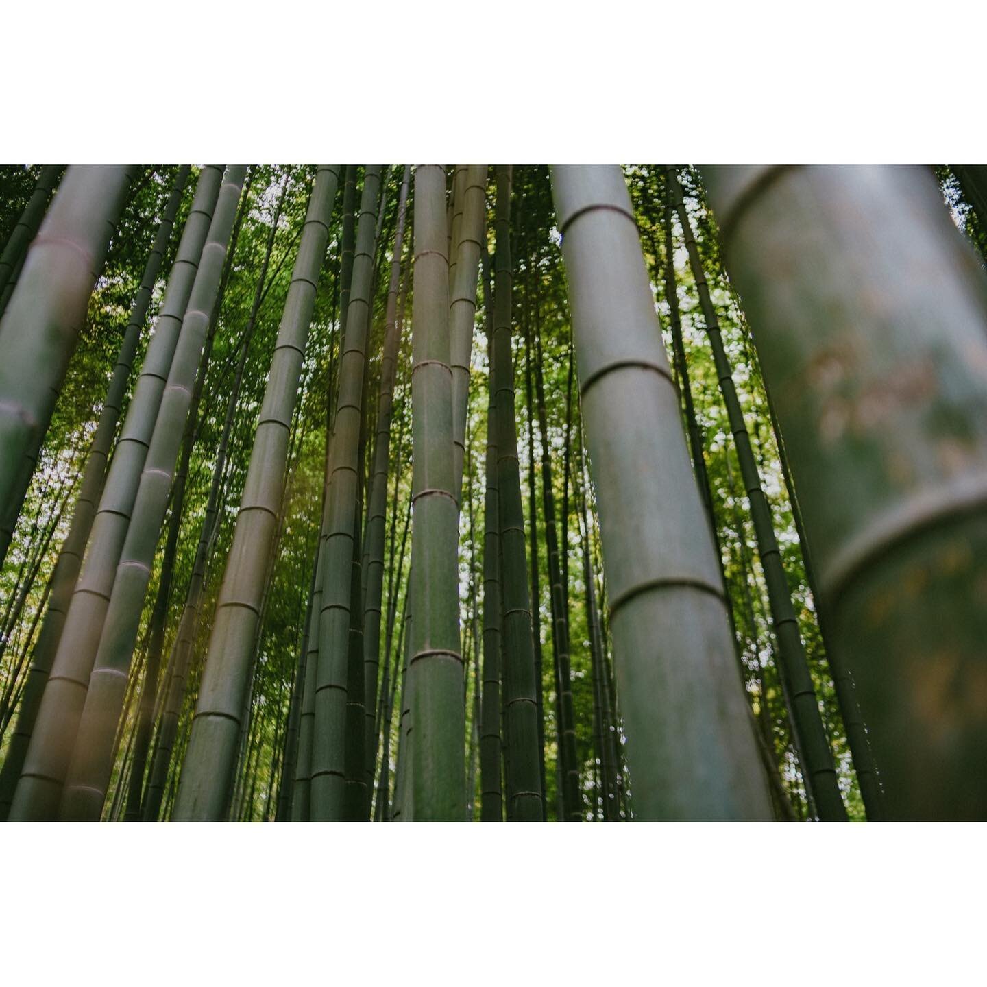 bamboo walls
.
.
.

#capturestreets&nbsp;#minimalzine&nbsp;#photocinematica&nbsp;#somewheremagazine&nbsp;#eyeshotmag&nbsp;#travelphotography&nbsp;#timelessstreets&nbsp;#thinkverylittle
#travelphotography&nbsp;#urbanstreetphotography&nbsp;#insidephoto