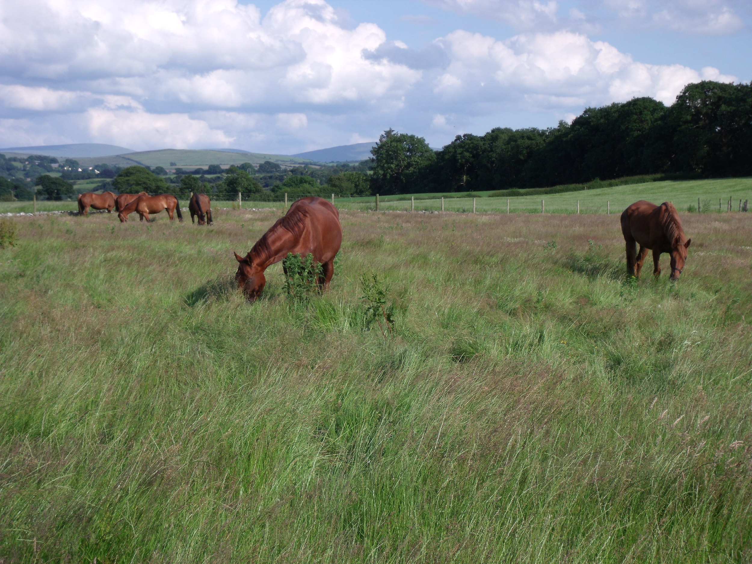 Grass meadowland