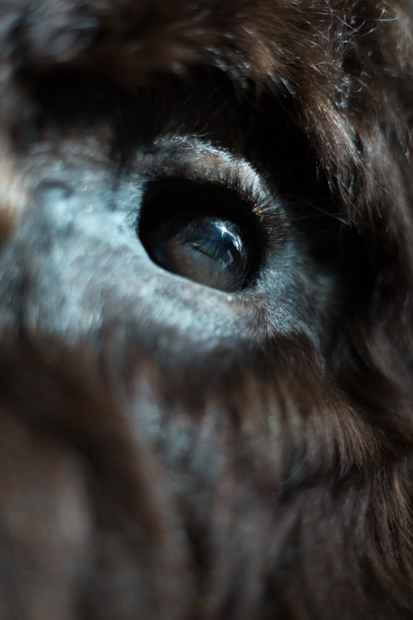 bison_eye.jpg