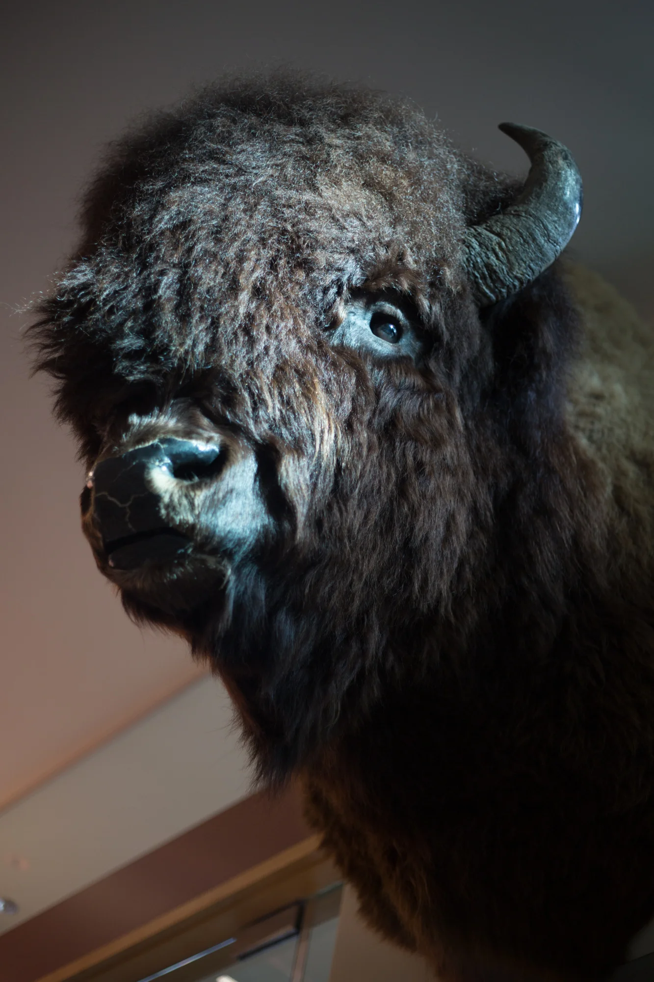 bison_1.jpg