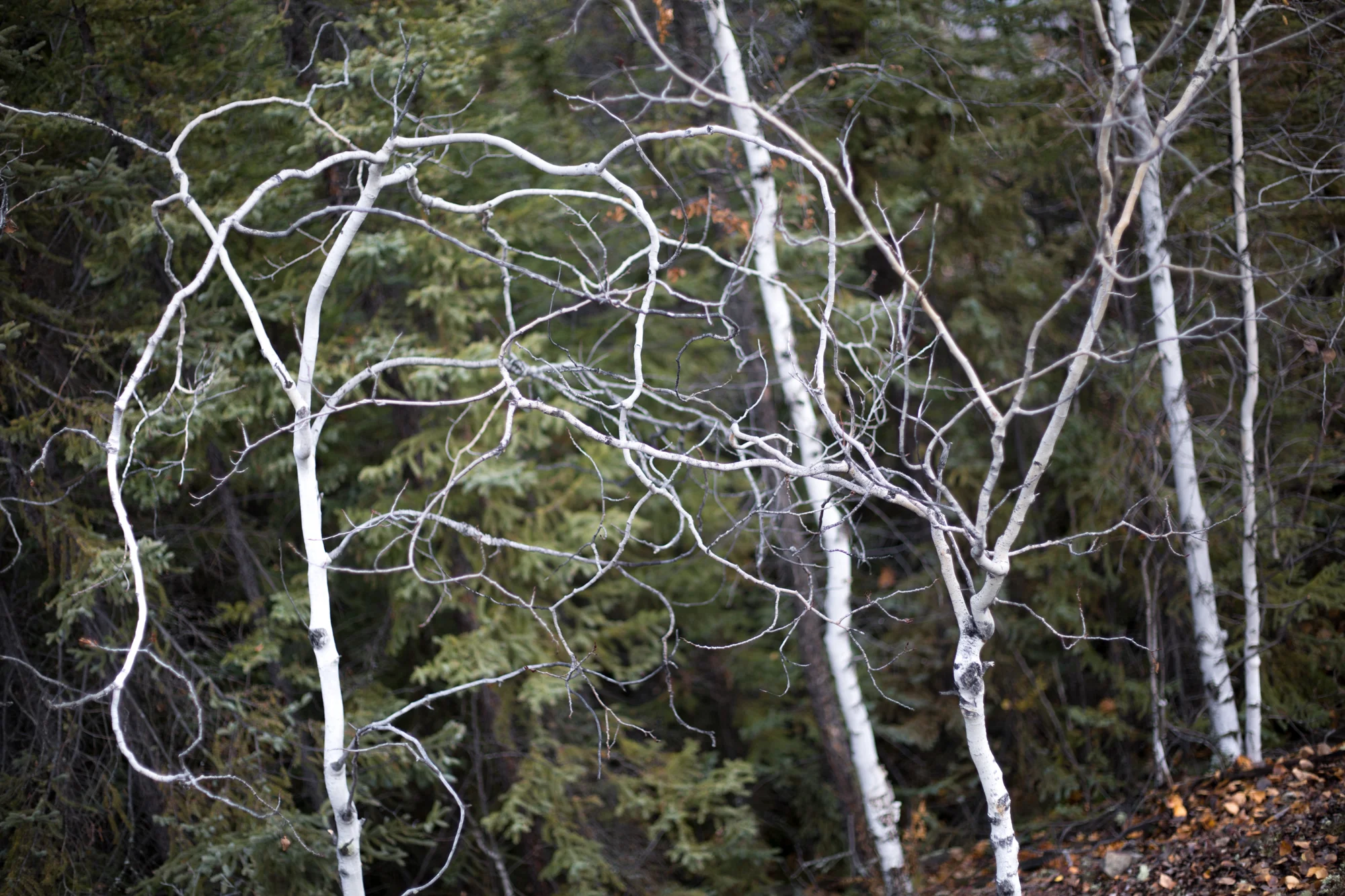 trees_yellowknife.jpg