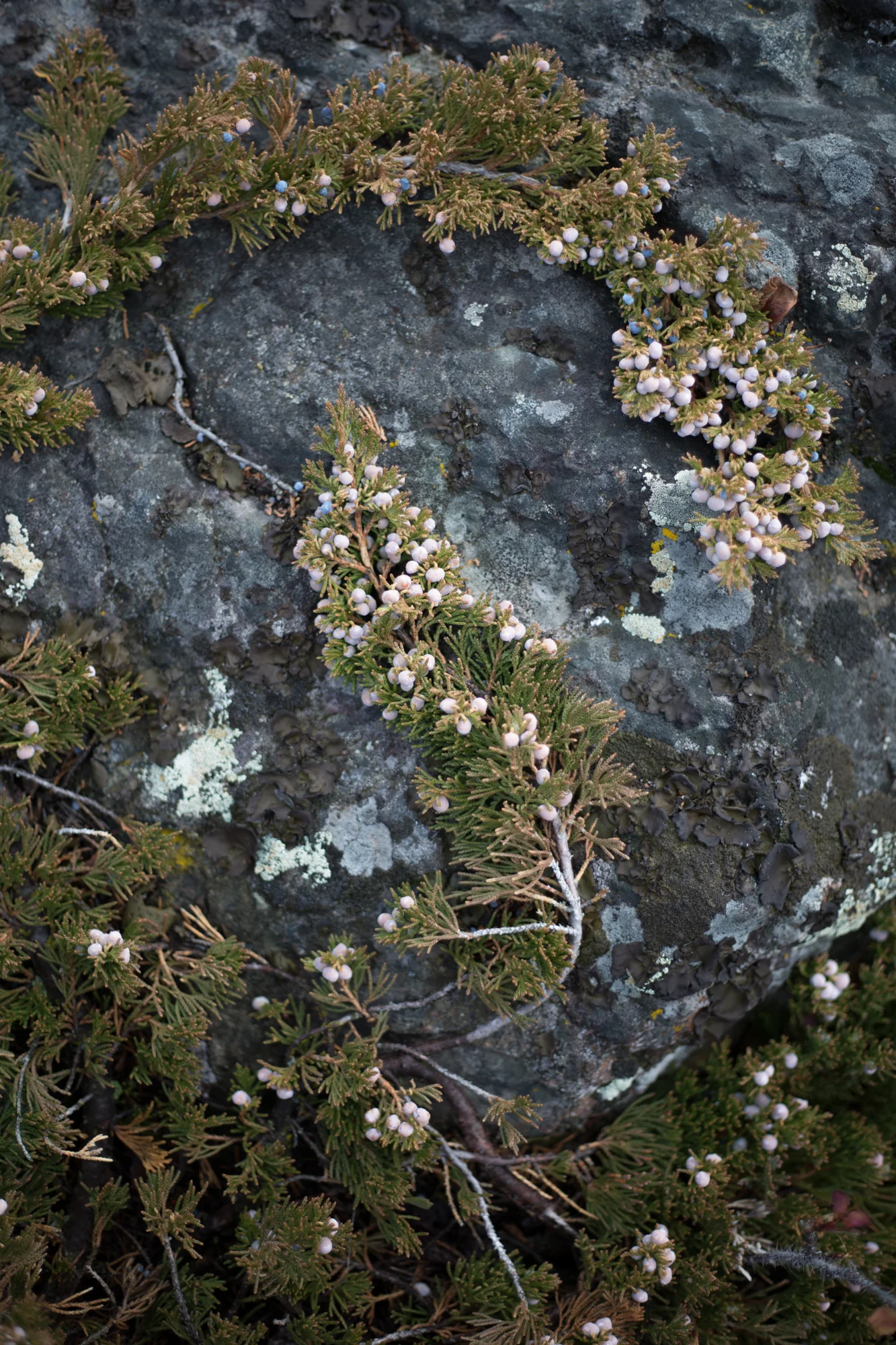 yellowknife-8520.jpg