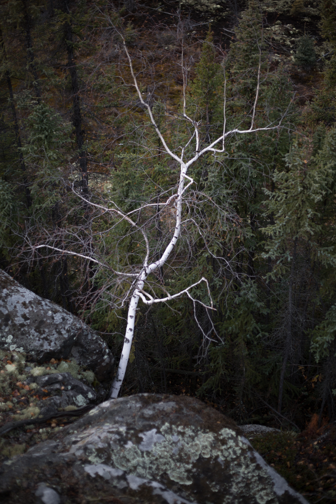yellowknife-8549.jpg