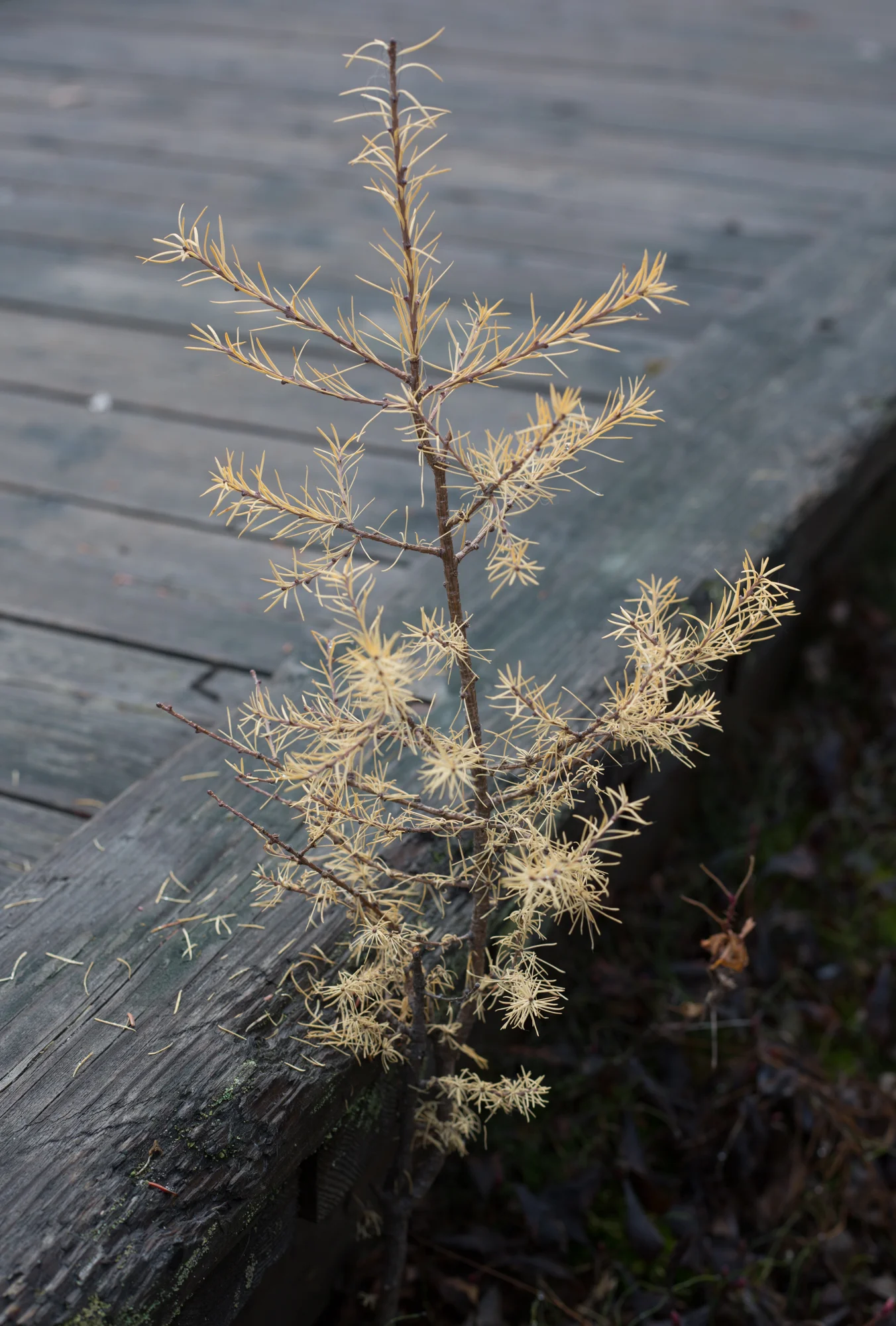 yellowknife-8593.jpg