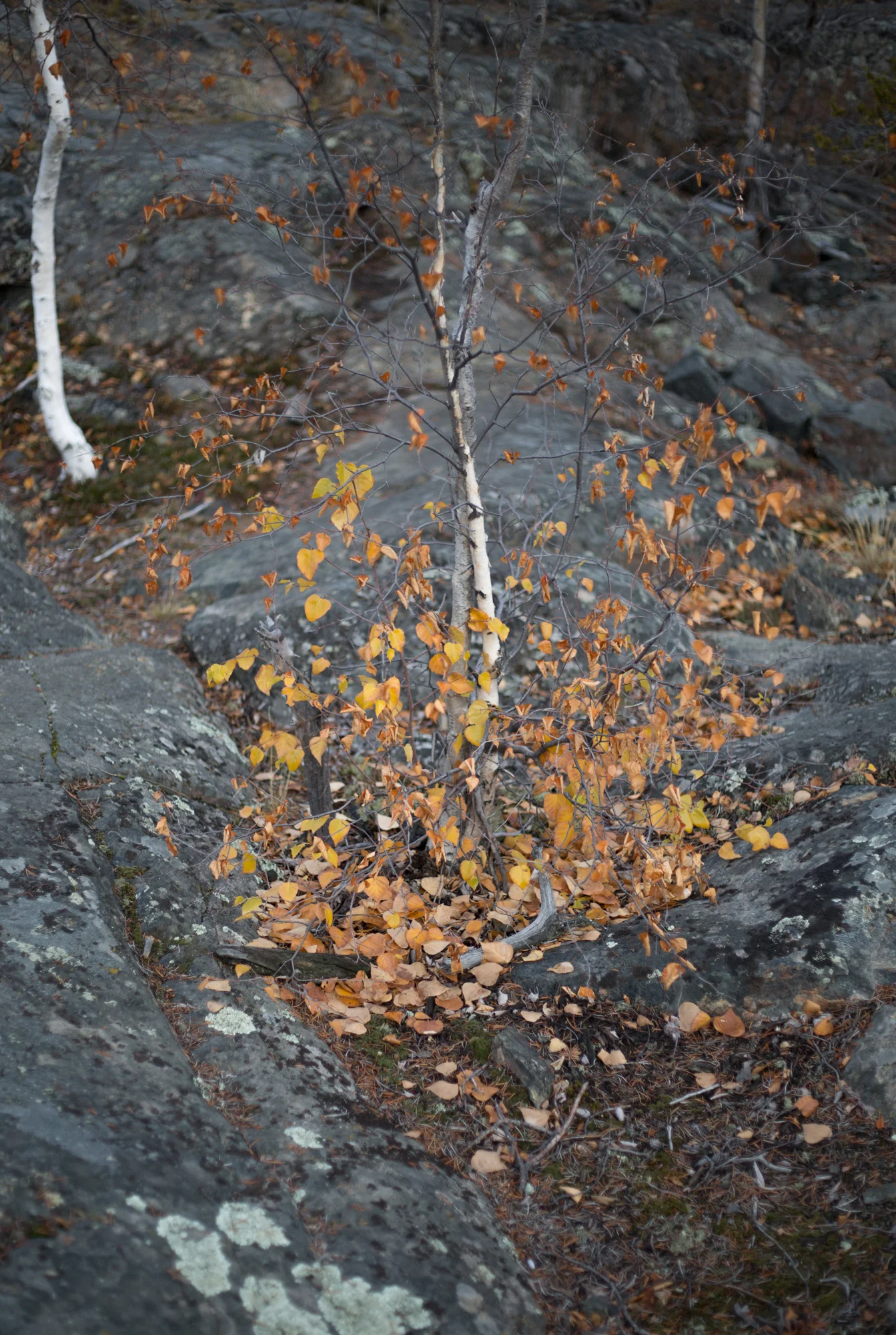 yellowknife-8554.jpg