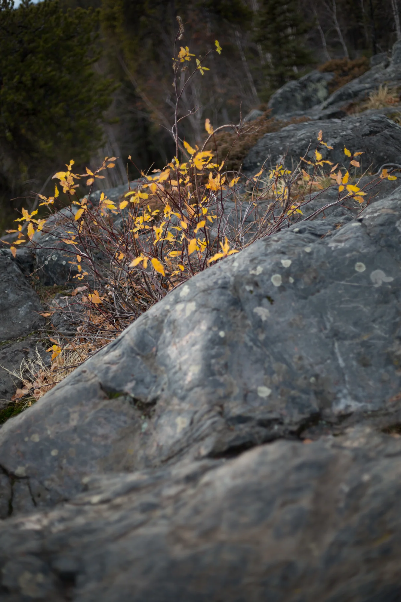 yellowknife-8691.jpg