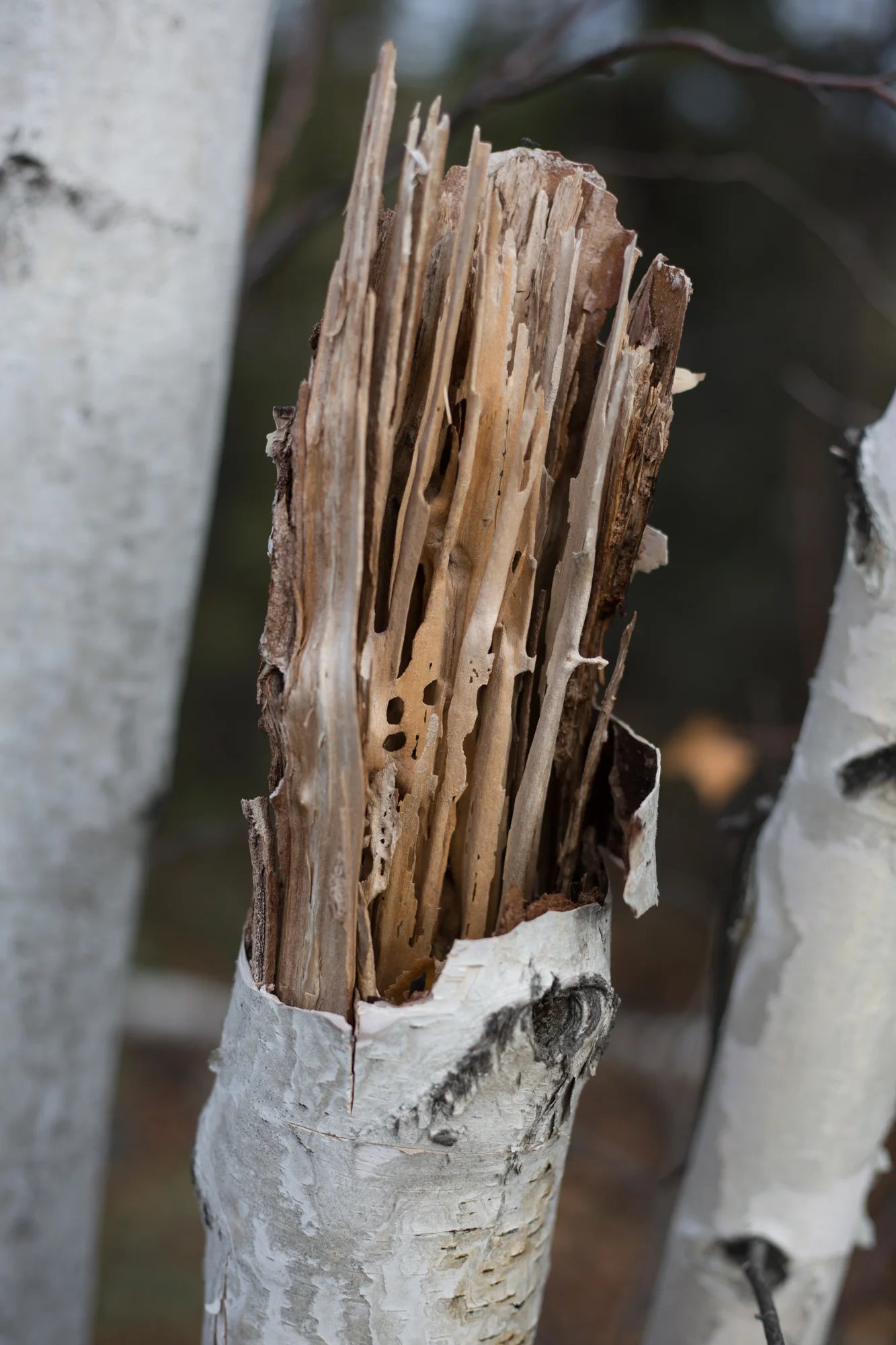yellowknife-8714.jpg