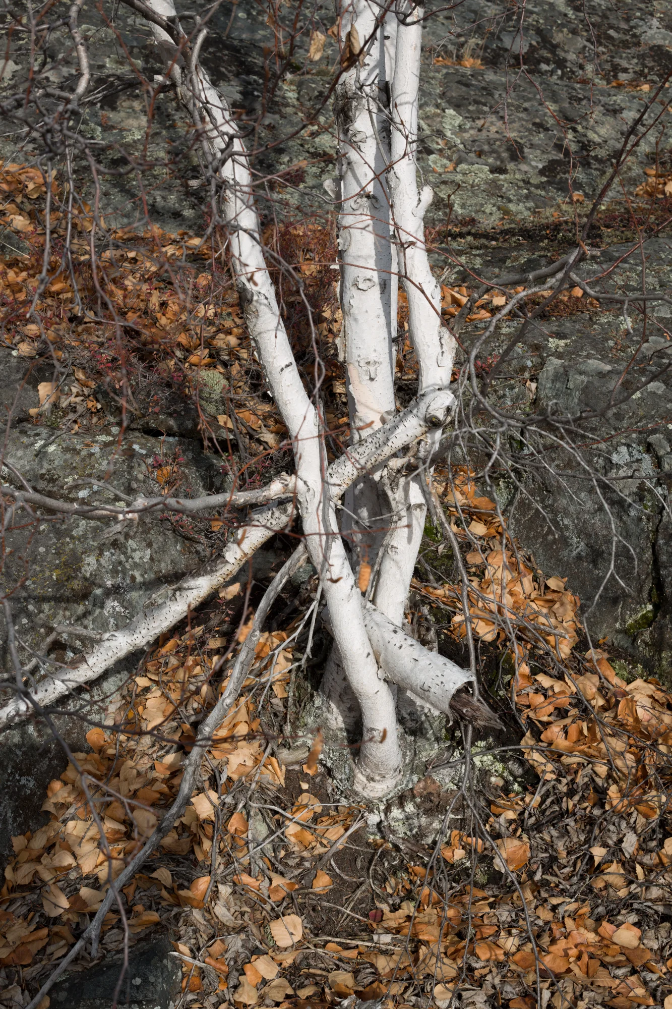 yellowknife-8732.jpg