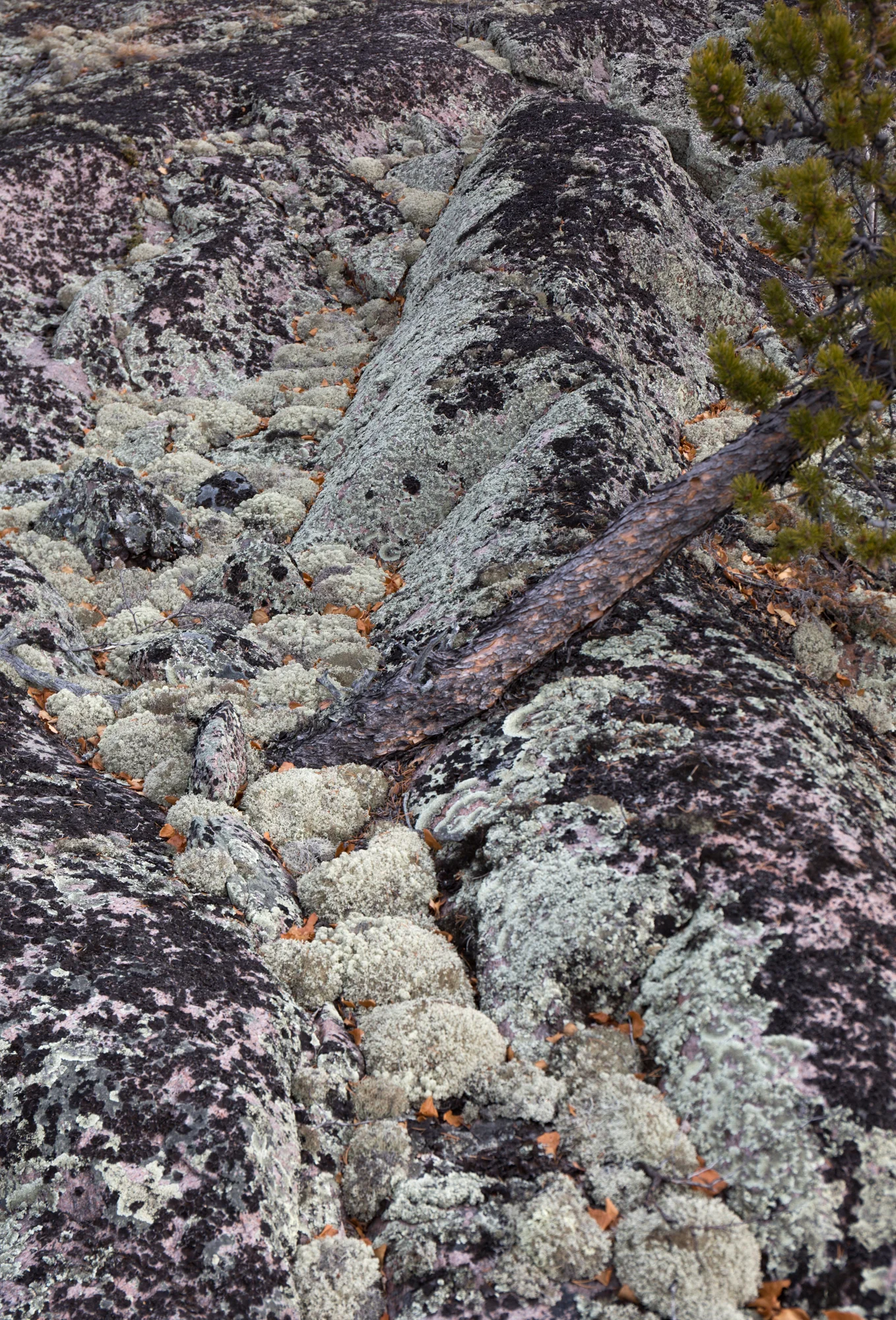 yellowknife-8889.jpg