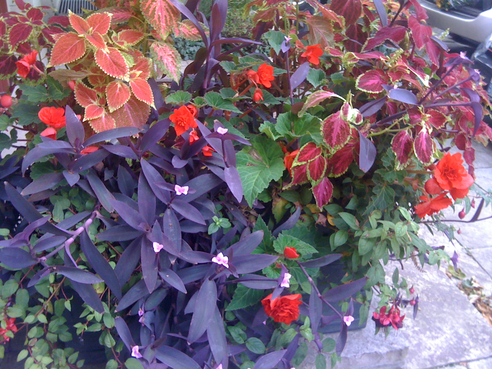 purple red shade summer planter