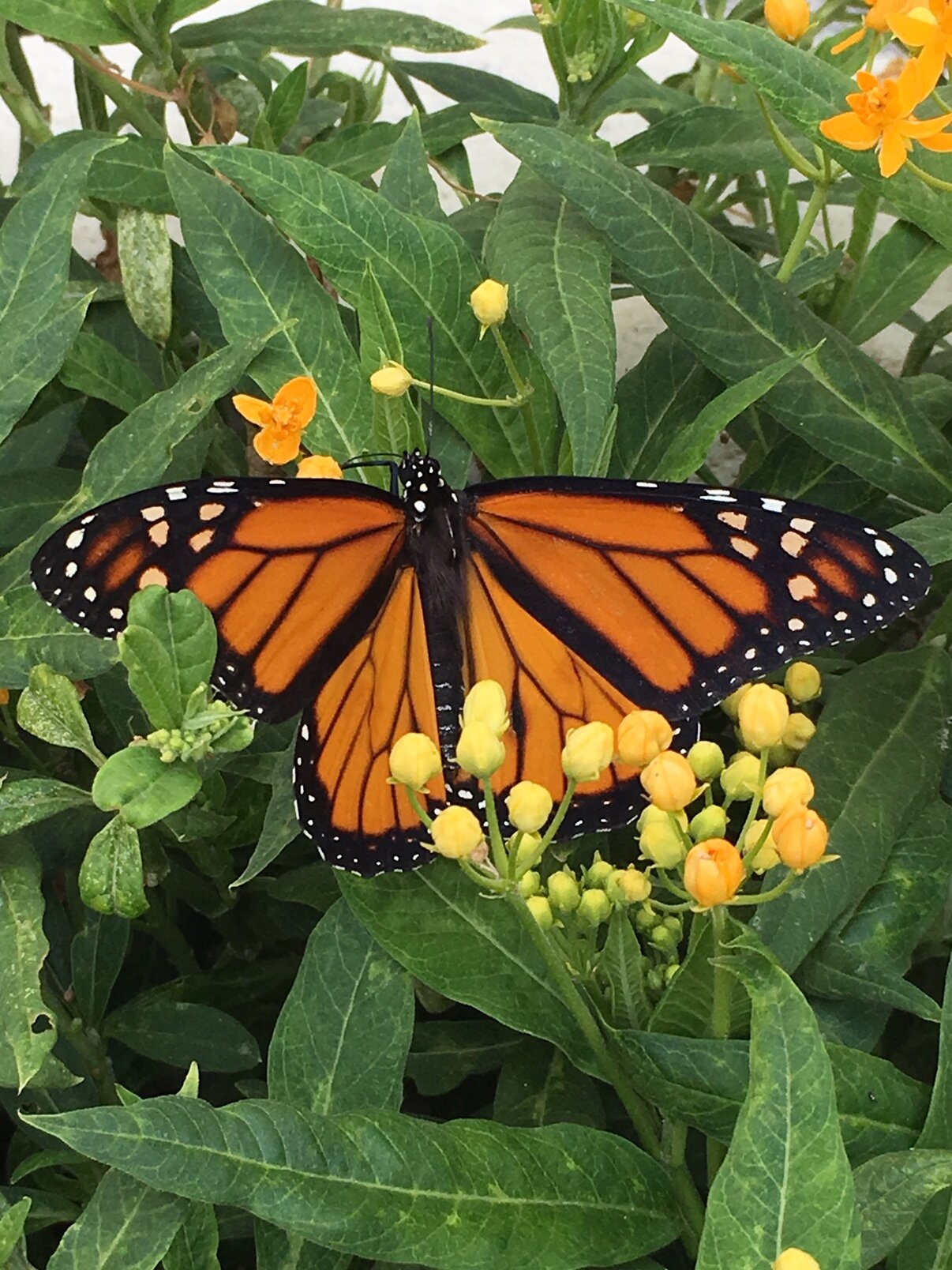 Butterfly monarch SM yard2018.jpg