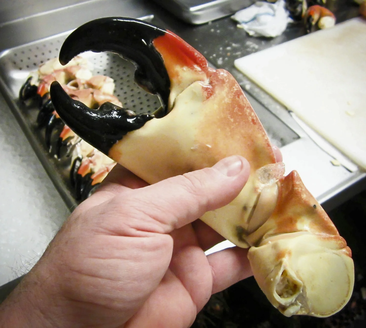 Florida Stone Crab Claw