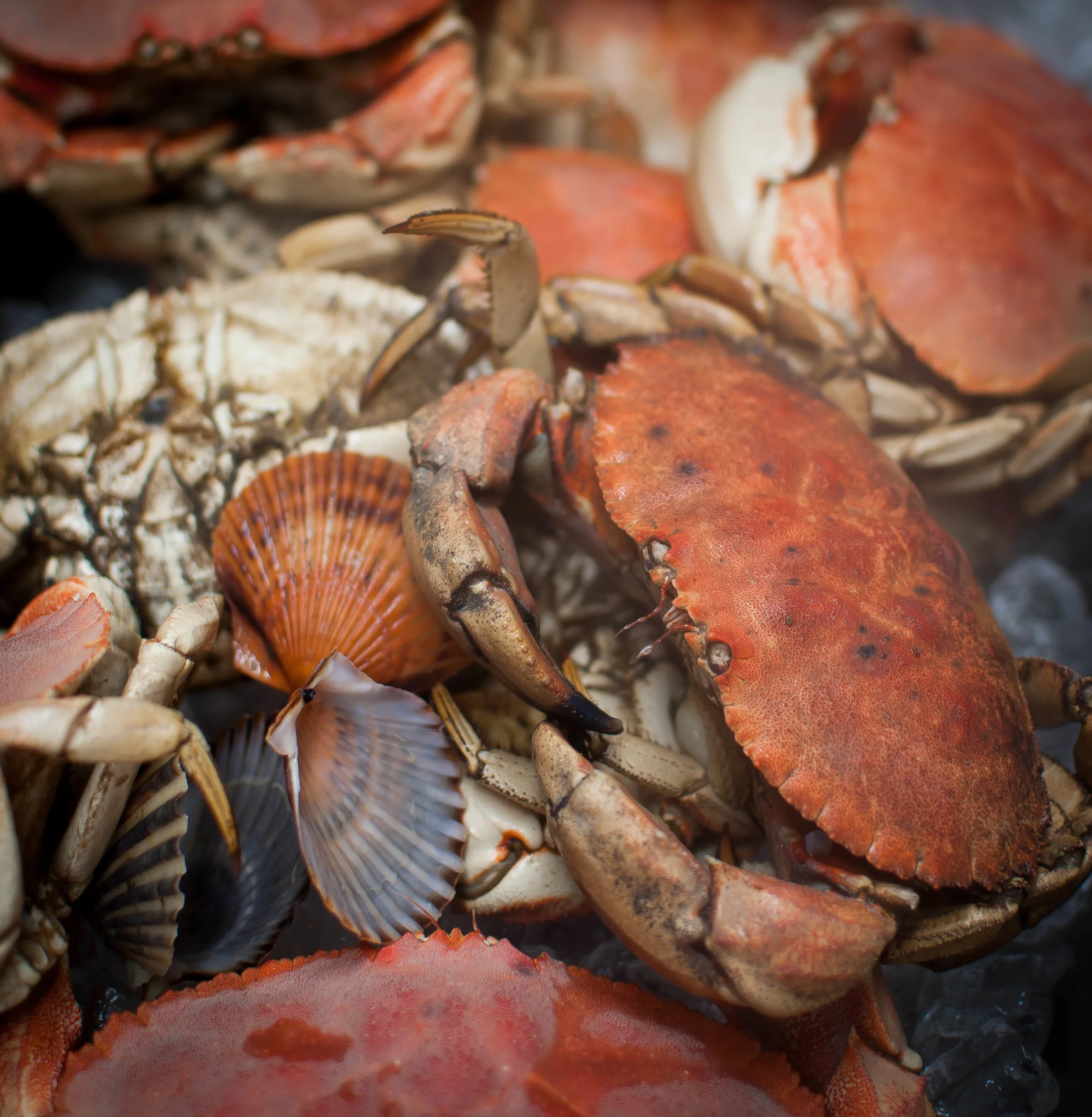 Dungeness Crab Boil