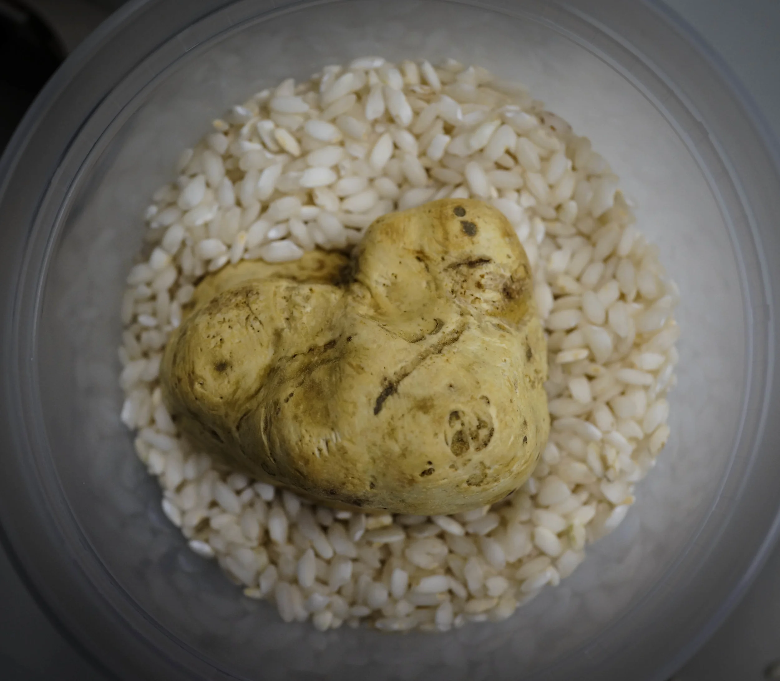 White Truffle
