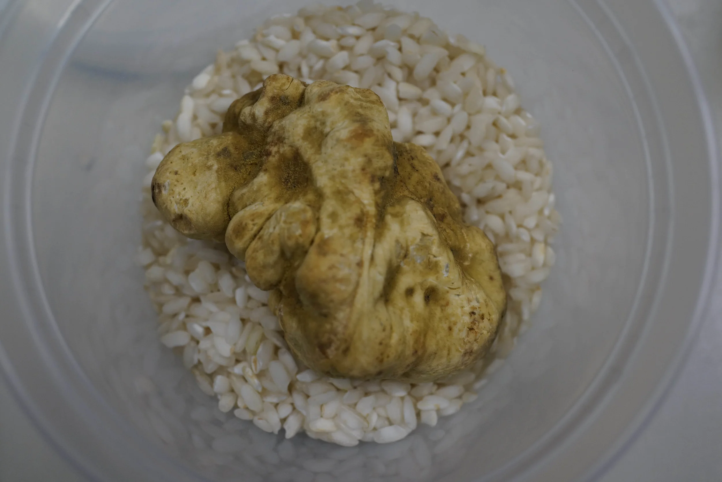 White Truffle