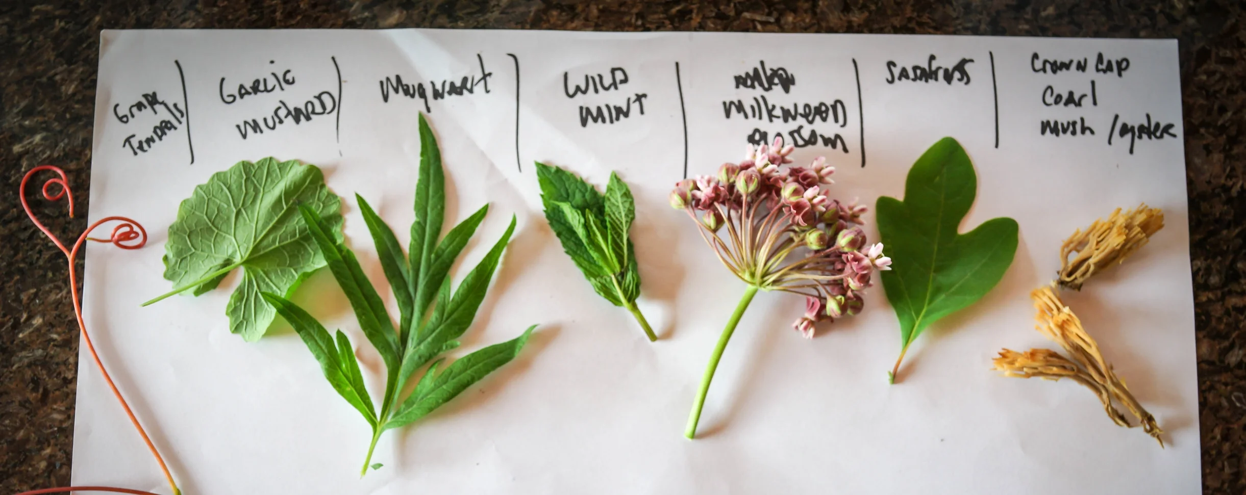 Foraged Ingredients