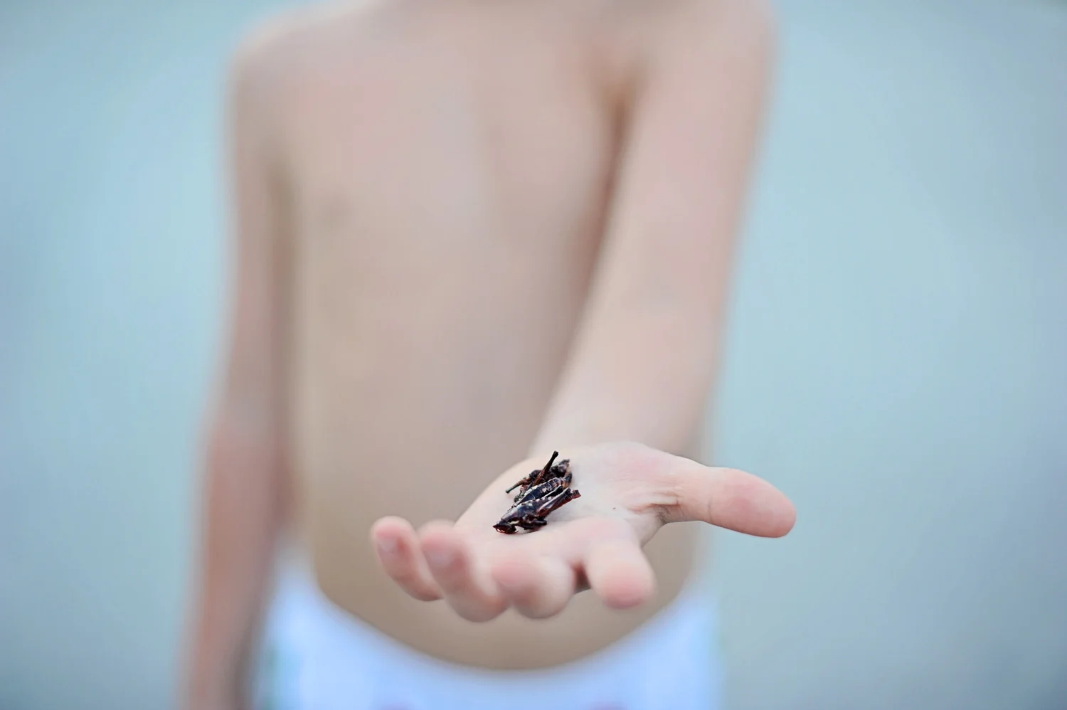 Chapulines anyone? Grasshoppers.