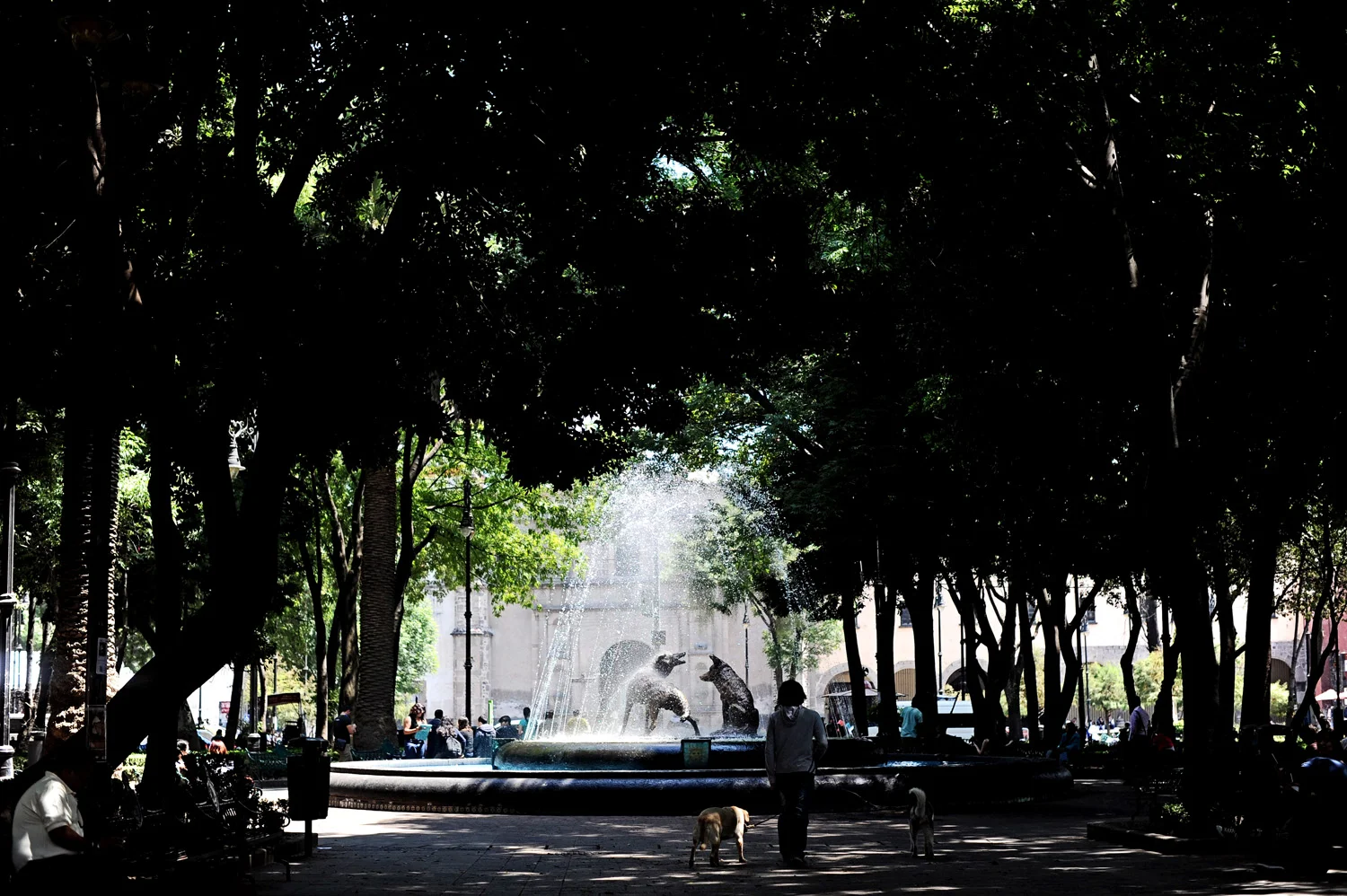 Caminando mi querido Coyoacan.