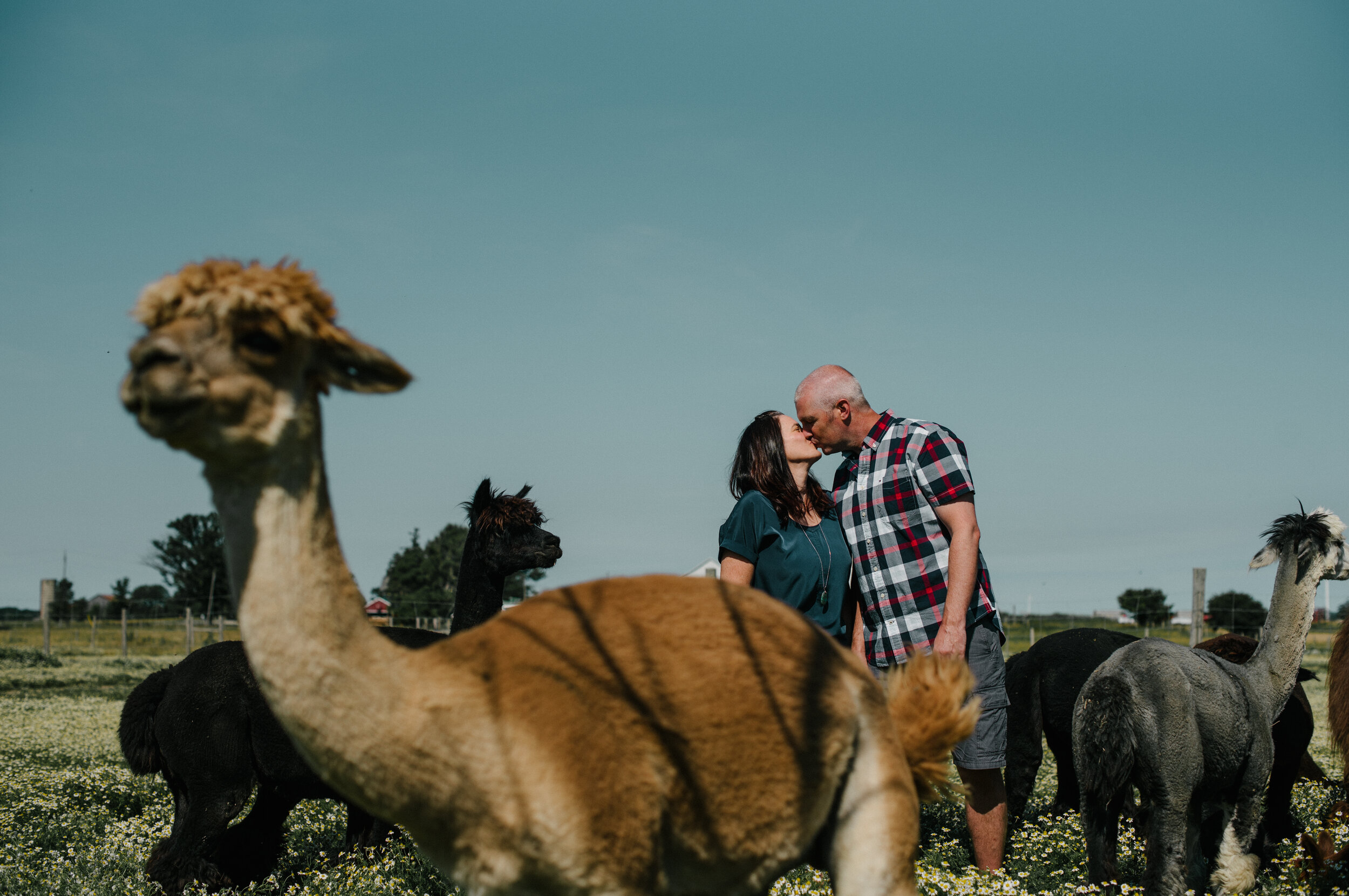 big alpacka engagement shoot.jpg