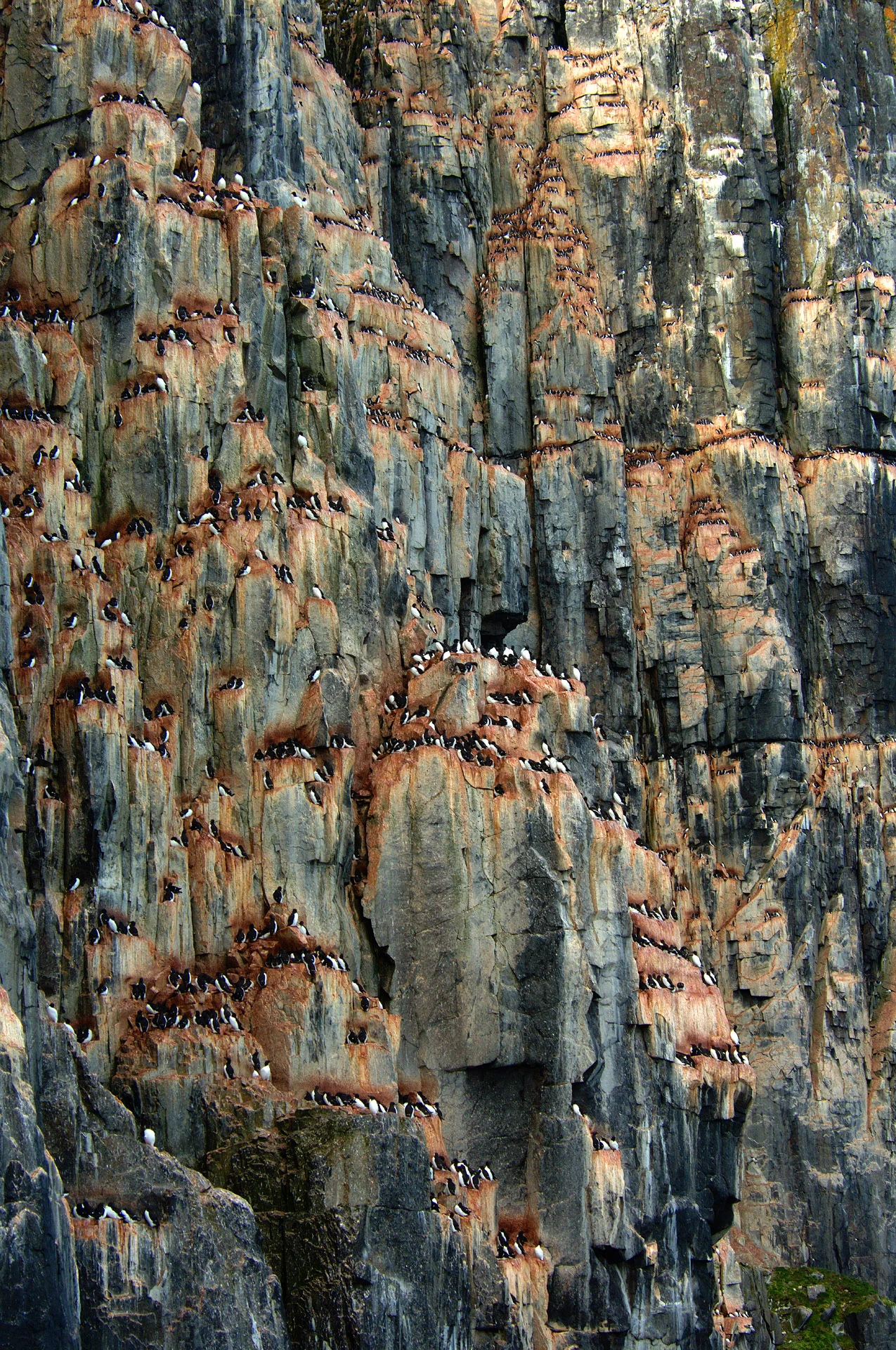 Guillemots, High Arctic