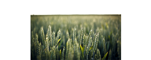 Green Wheat.png