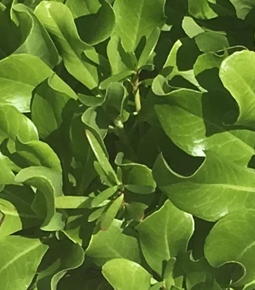 Living Walls