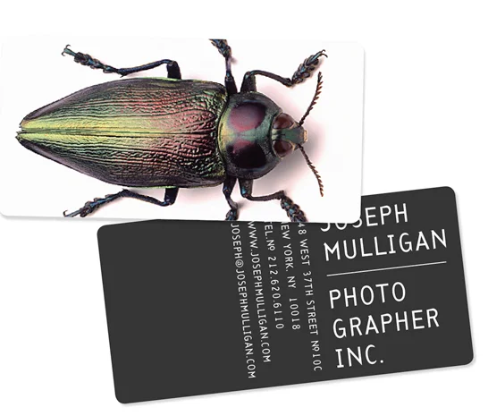 Business cards featuring a glossy beetle image on one side and photographer contact details on the other.