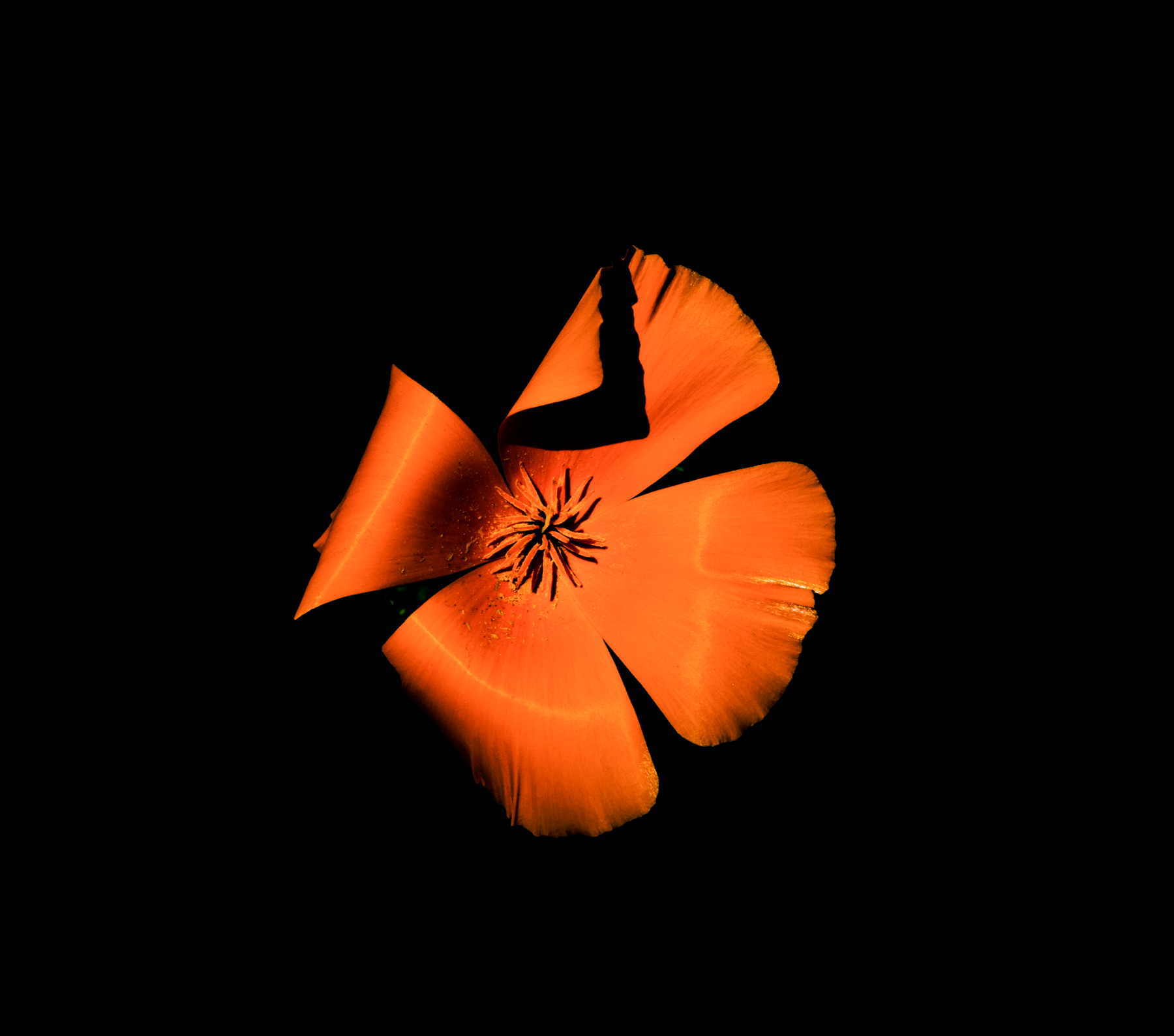 BOTANY STILL LIFE #2