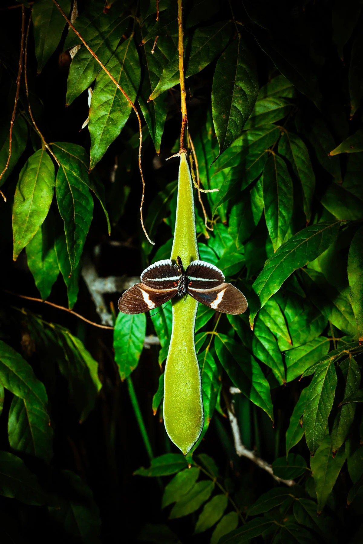 BUTTERFLIES AT NIGHT #1