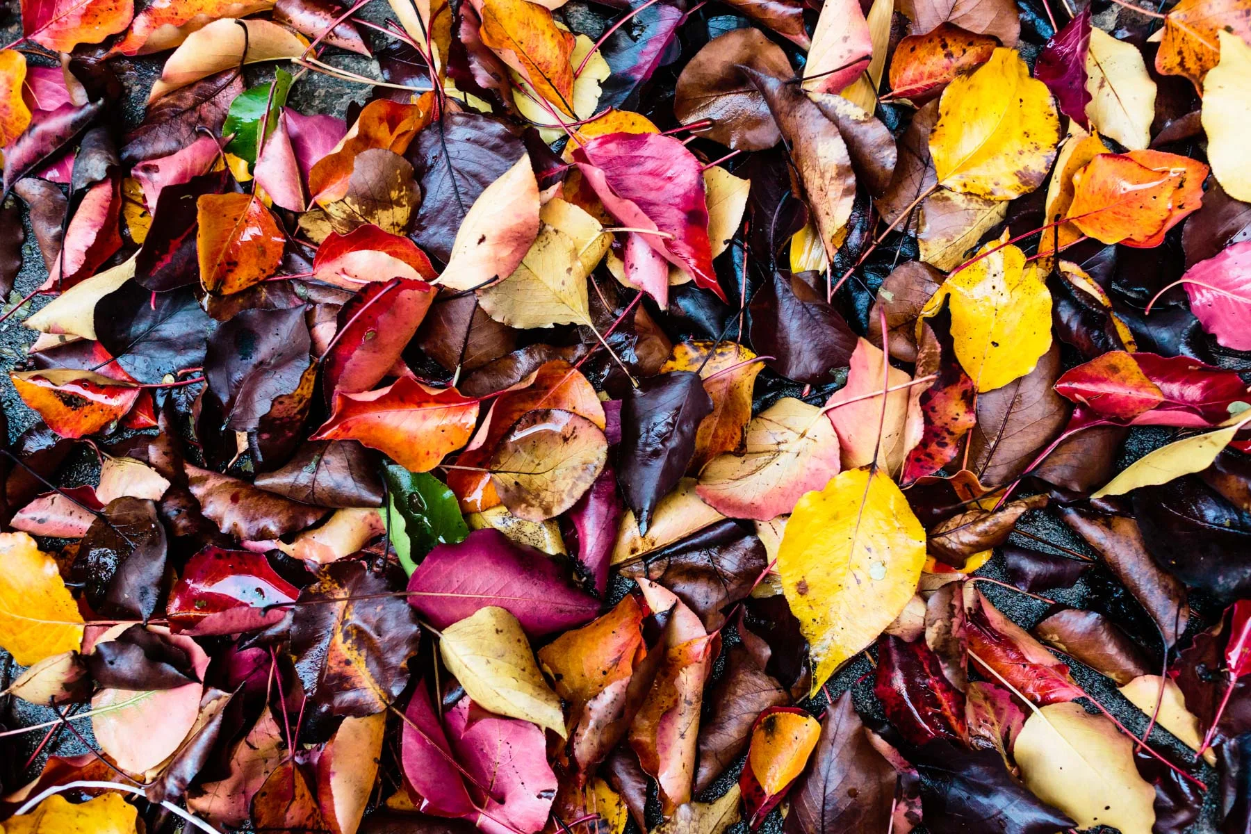 NATURAL PATTERNS #1