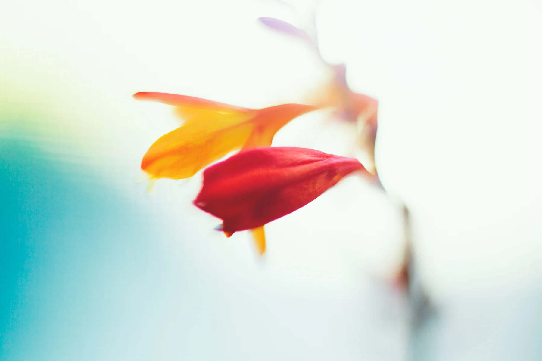 BOTANY STILL LIFE #5