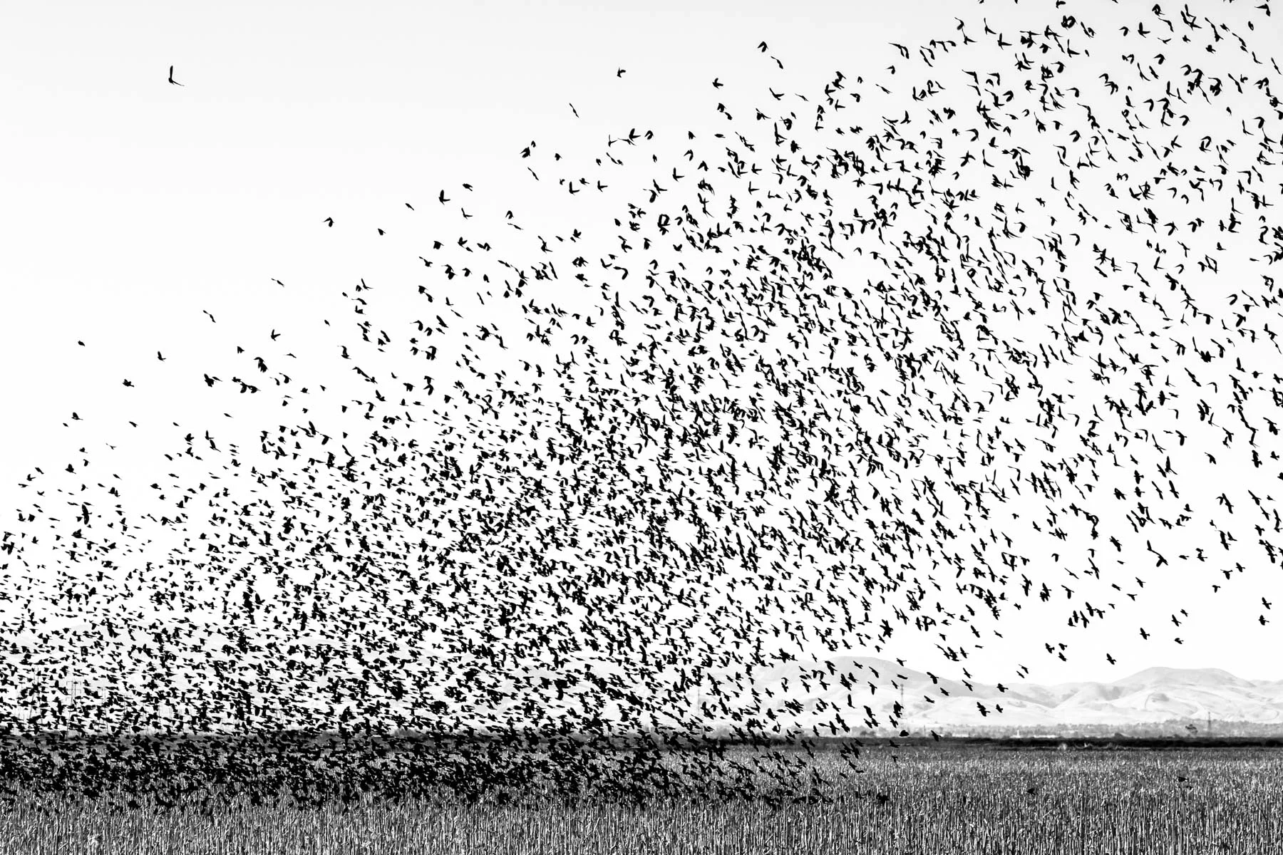 birds_1800_melissa.jpg