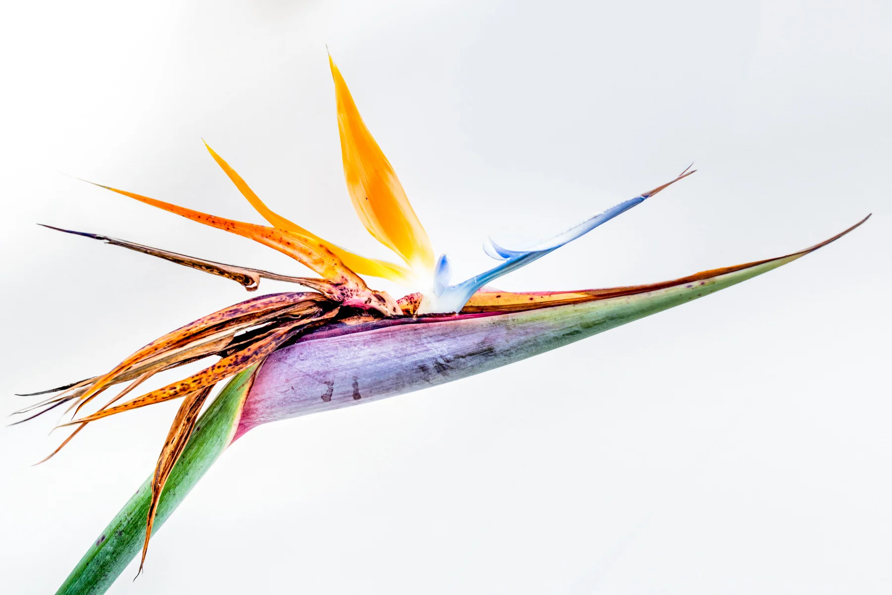 BIRD OF PARADISE #1