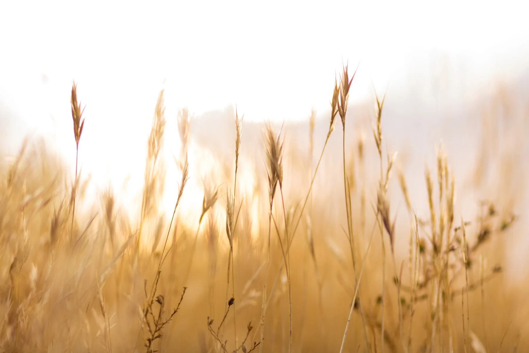 GOLDEN GRASS #1