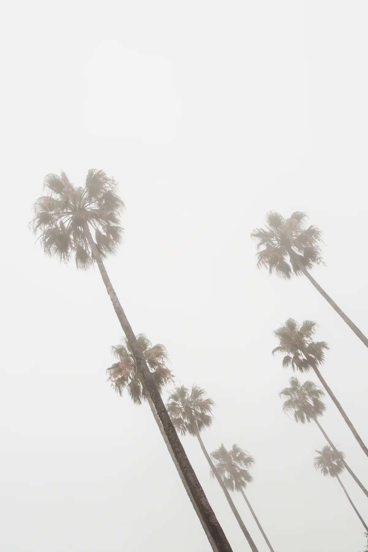 PALM TREES #1