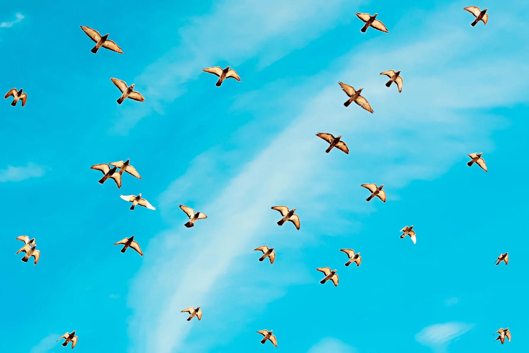 BIRDS #3