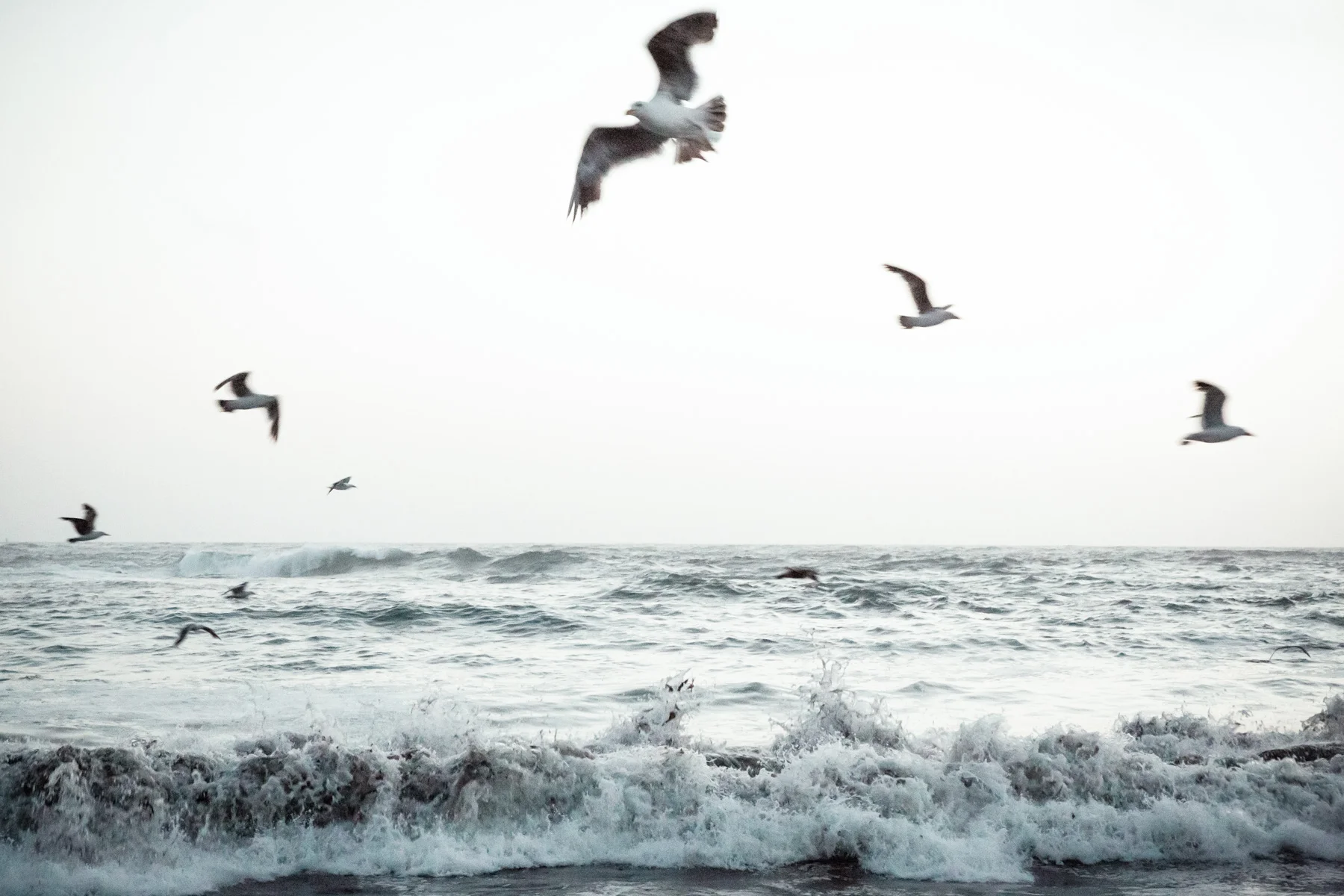 for_the_birds_1800-2.jpg