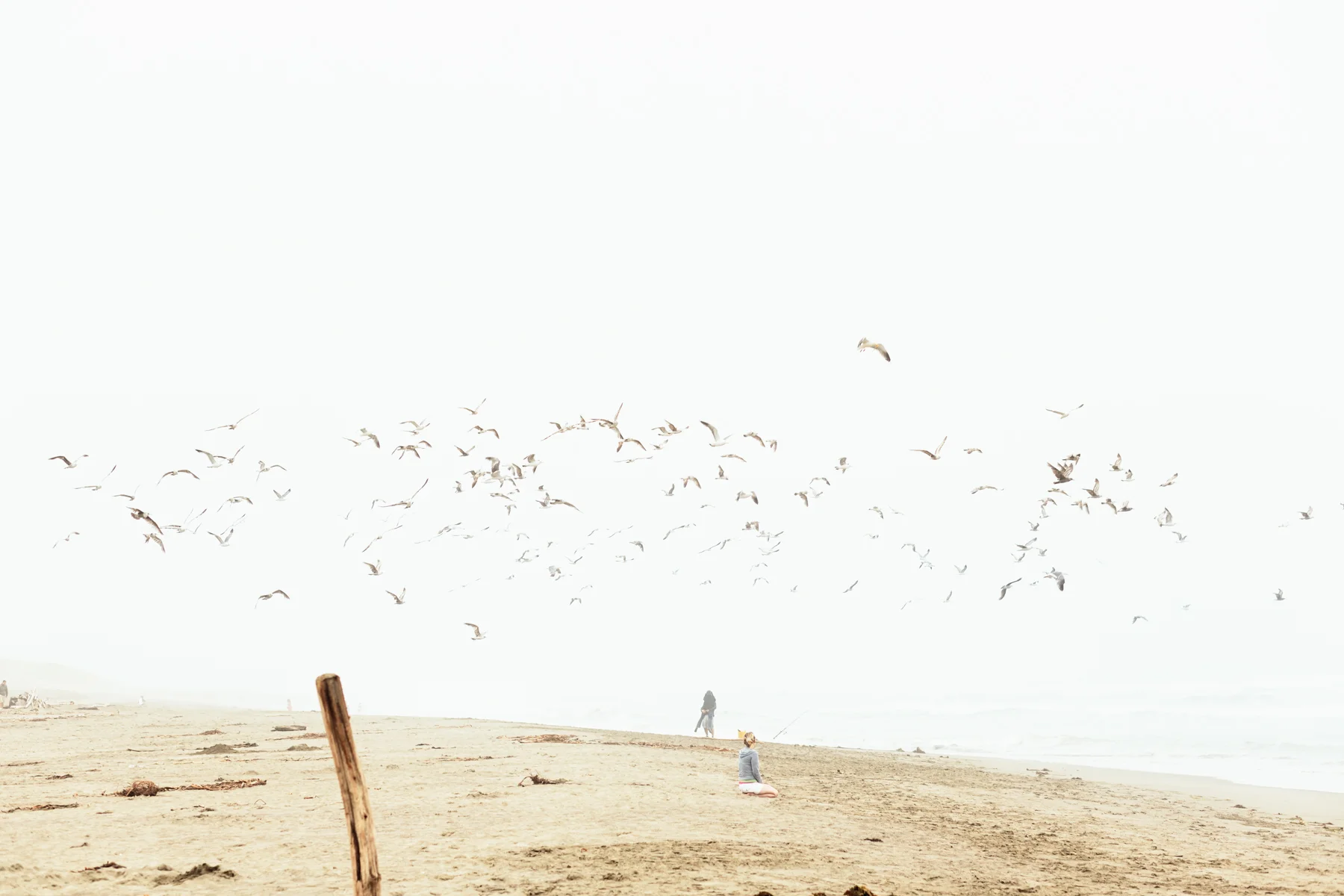 beach_ca_birds_mw.jpg