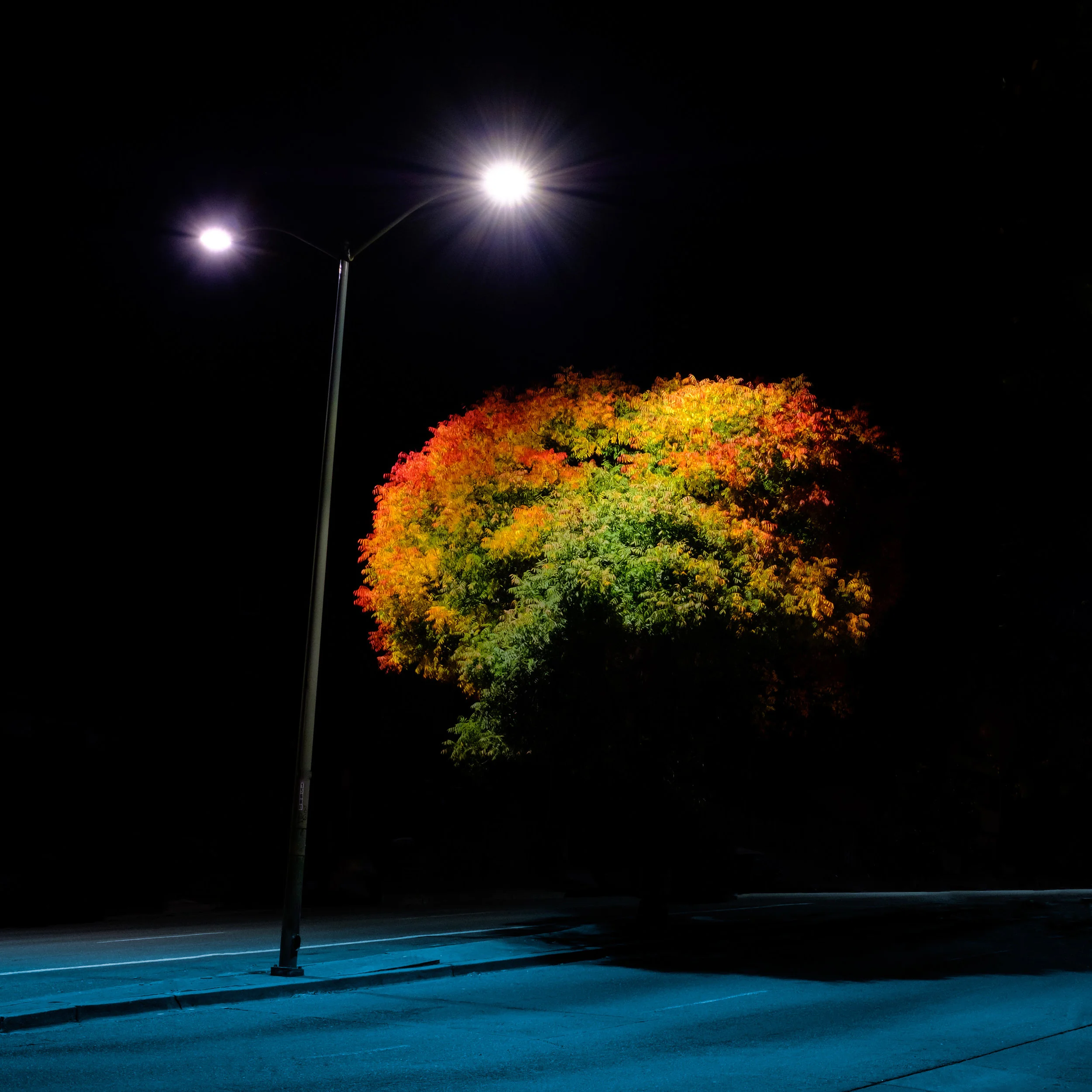 rainbow_tree.jpg