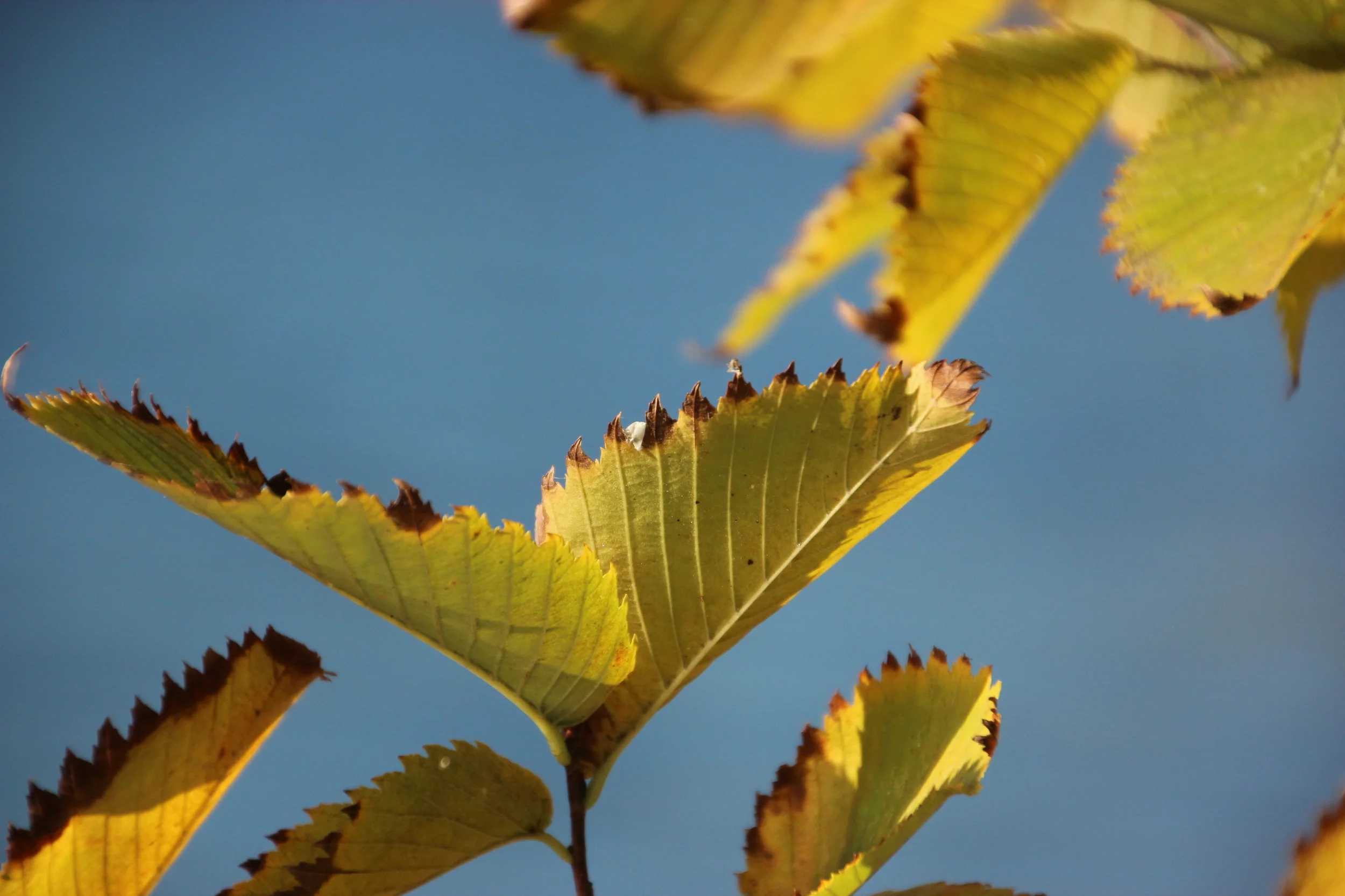 Leafy