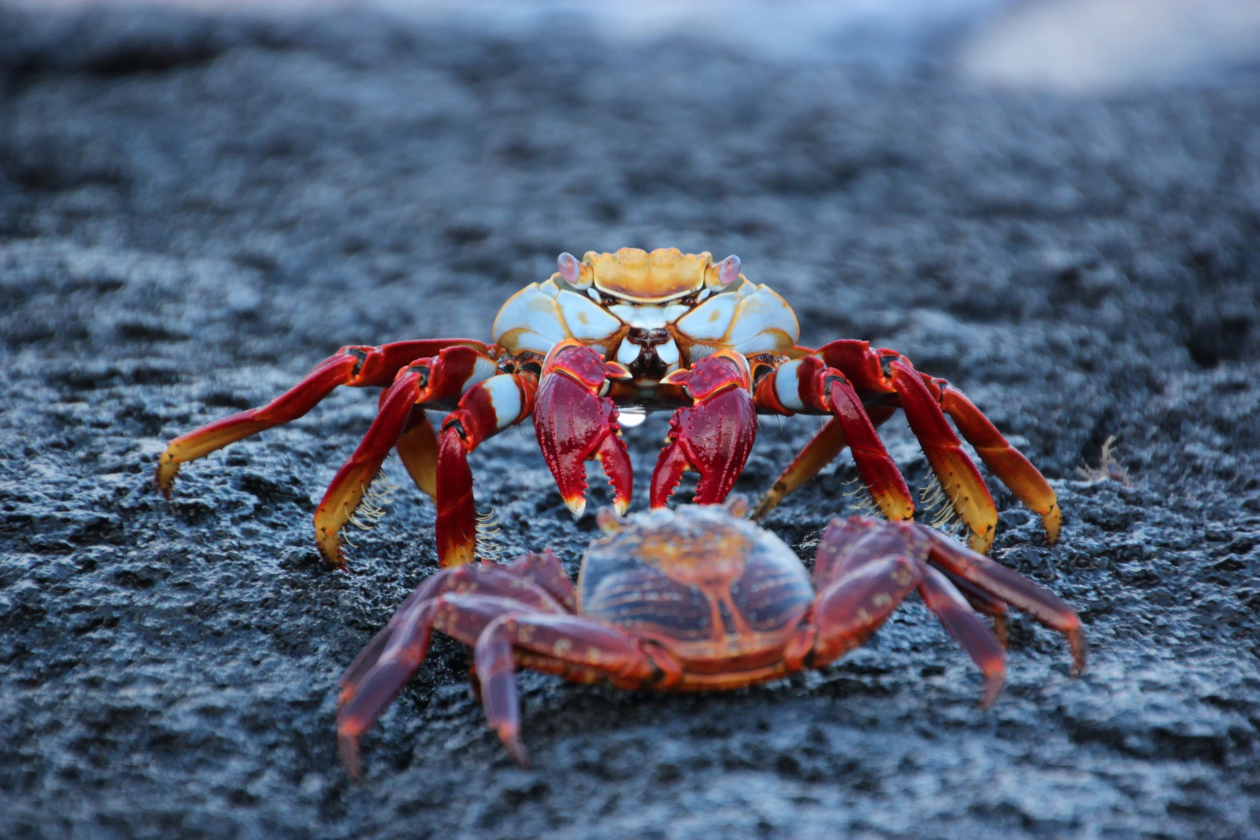 Sally Lightfoot Crabs