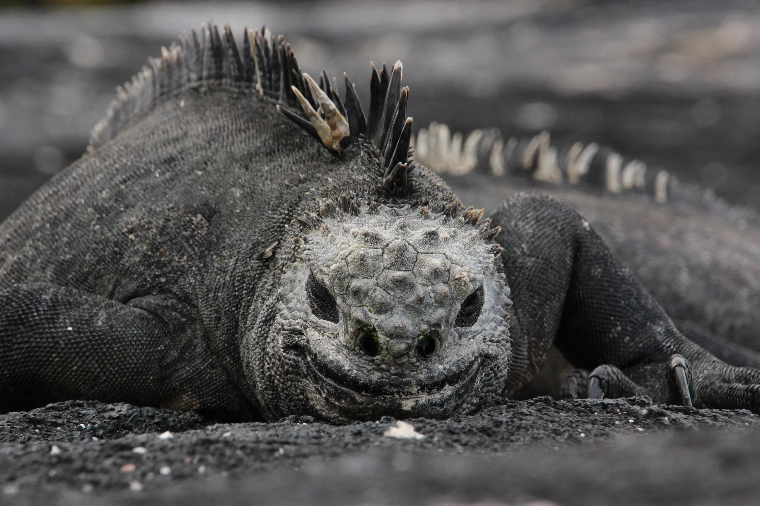 Marine Iguana