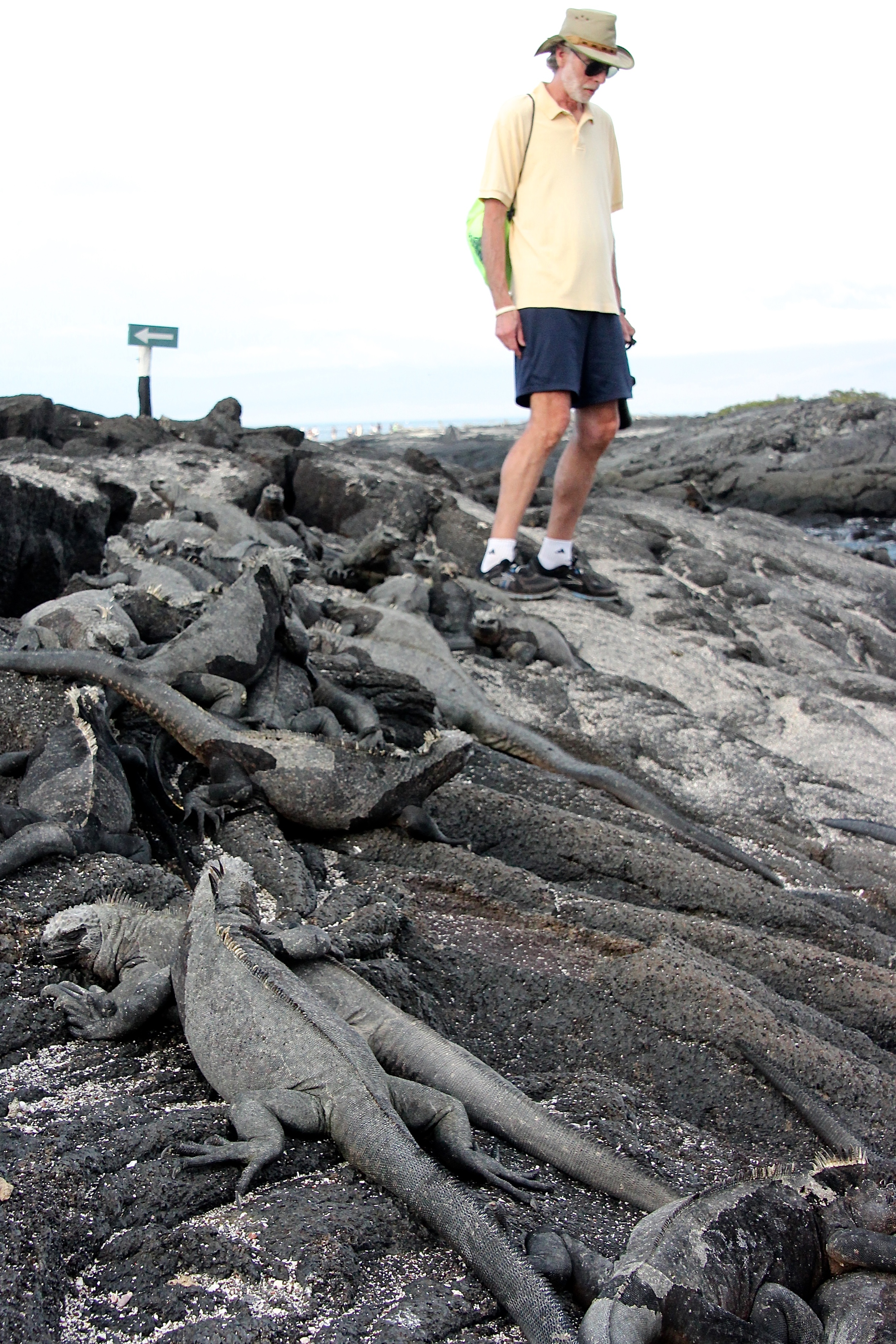 Marine Iguana