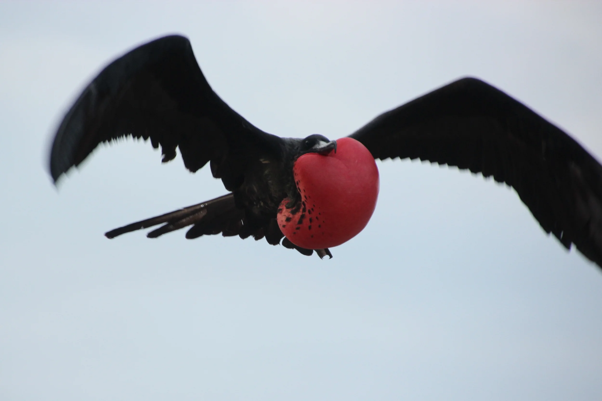 Frigate bird on North Seymour