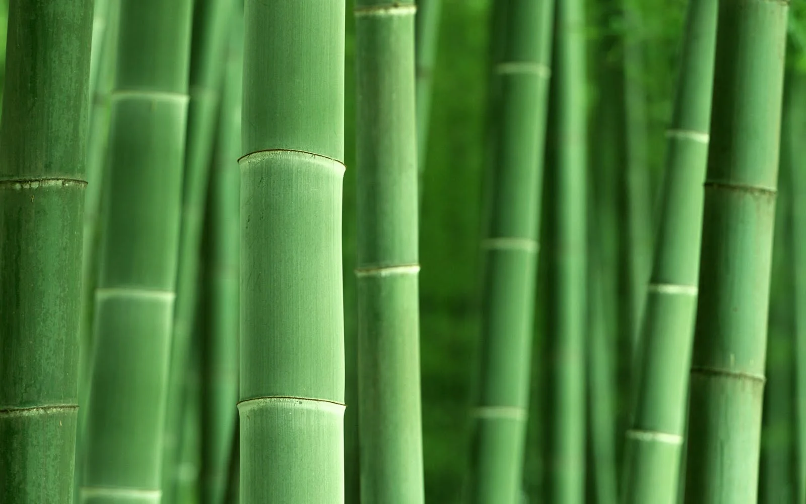 bamboo.jpeg