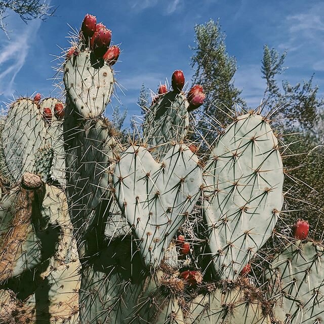 Love is patient, love is kind, love can be prickly, love is mine! Love reminds you when you least expect it, like wandering around Phoenix on a 112 degree day. Celebrating with my love today, and every other day for that matter.