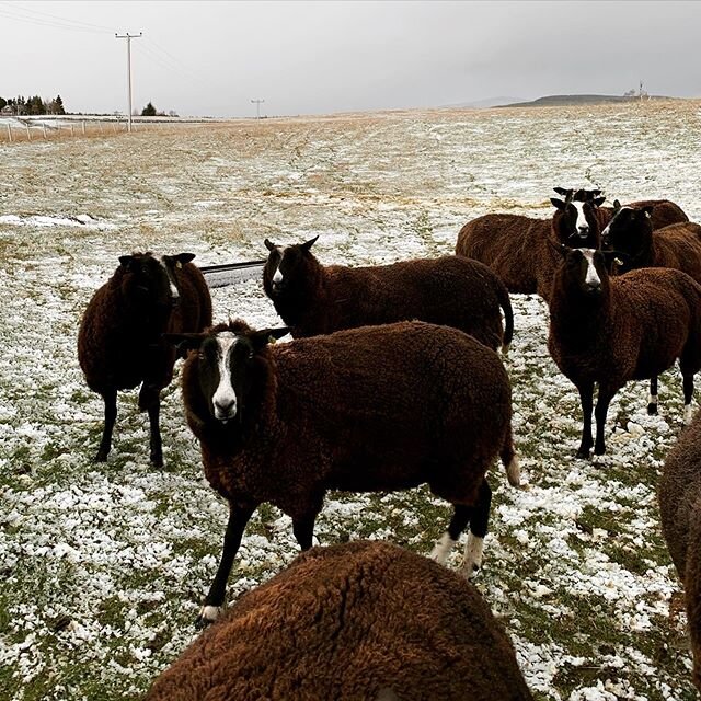 What are ewe doing?
.
.
#sheepcontent #latergram #fluff #cold #wind #scotland #cairngormsnationalpark #estate #killiehuntlyfarmhouse