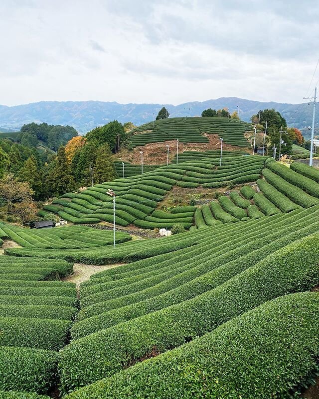 Tea Fields on Hill Tops; 
Wazuka-Cho, Kyoto, Japan. 
November 2019
.
.
.
#grateful #earth #planetearth #love #growth #wazuka #latergram #japan #travel #tea #teafield #kyoto #explore #seeitall