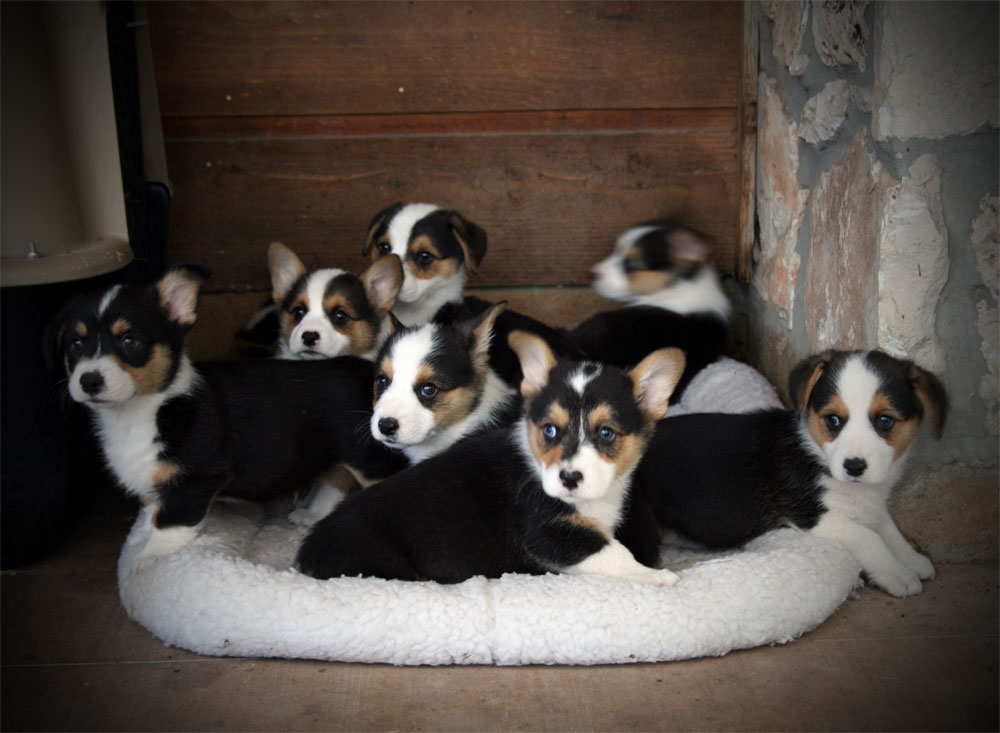 Group at 8 weeks