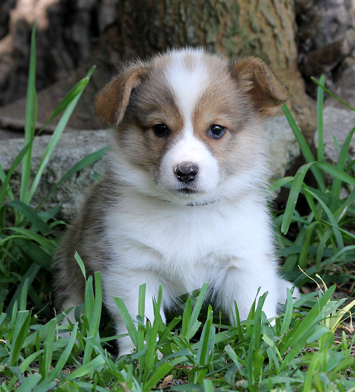 Male 1: Clear (Jax x Daisy) - SOLD